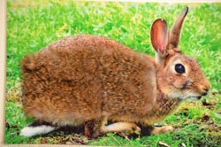 rabbit fur